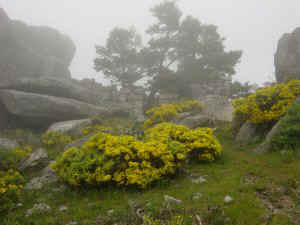 Nido de ametralladoras