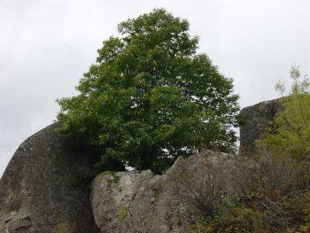 Casta�ar de Zarzalejo